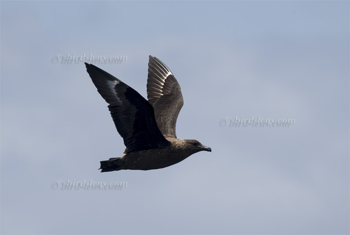 Antarktis Skua